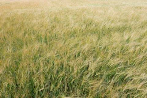 Field of Barley, soft focus Stock Photos