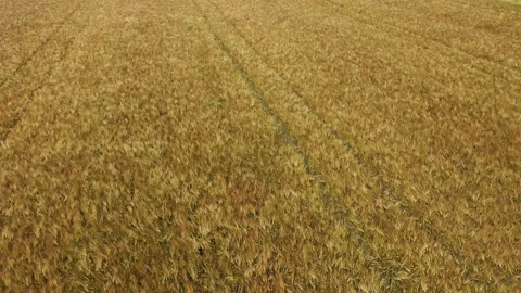 Field of barley in summer Stock Footage 156186217