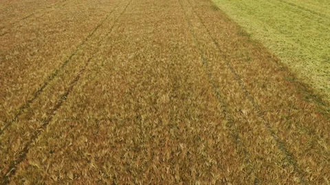 Field of barley in summer Stock Footage 156186574