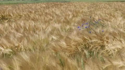 Field of barley in summer Stock Footage 156209905