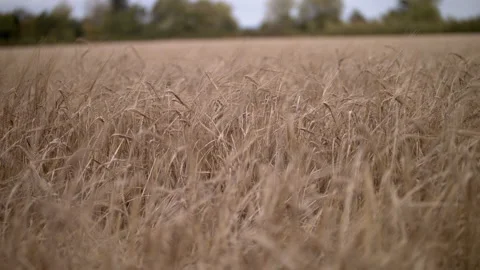 Field of barley tracking left Stock Footage 140448824
