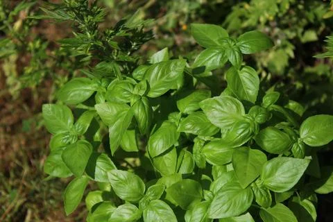 A field of basil in the garden Stock Photos