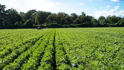 Field bean corn plow Stock Photos