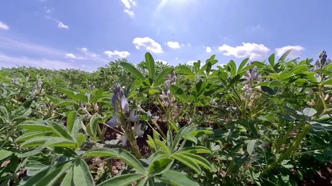 Field bean in the field with bumle bee in summer - Ackerbohne Stock Footage 277792325