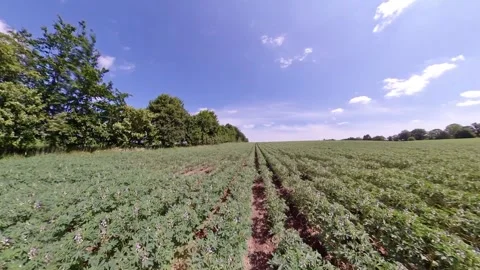 Field bean in the field in summer Stock Footage 276905772