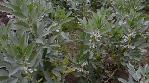 Field of beans Stock Footage 33691120