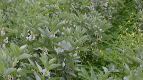 Field of beans Video stock 33691131