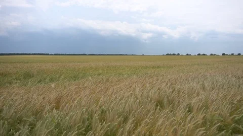 Field with the beast. Slow motion 스톡 동영상 77254995