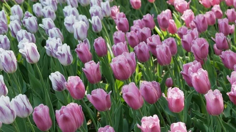 Field of beautiful multicolored tulips Stock Footage 108848748