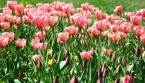 Field of beautiful spring flowers Stock Photos