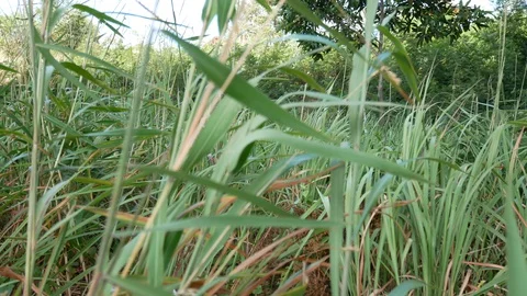 Field of beautiful springtime green grass and close up,grass sways in the wind Stock Footage 127607485