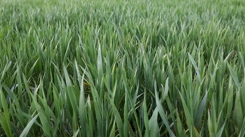 Field of beautiful springtime green rye and wheat closeup for green industry Stock Footage 129459513