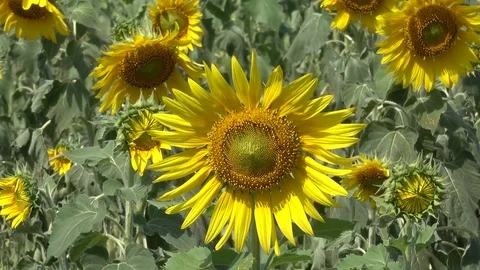 Field  beautiful sunflower yellow Stock Footage 71474780