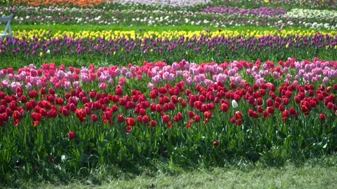 Field of beautiful tulips of different varieties and different vibrant colors Stock Footage 199016983
