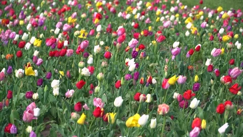 Field of beautiful tulips of different varieties and vibrant colors in garden. Stock Footage 199017680