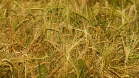 The field of beautiful wheat. Real time capture Stock Footage 64687162
