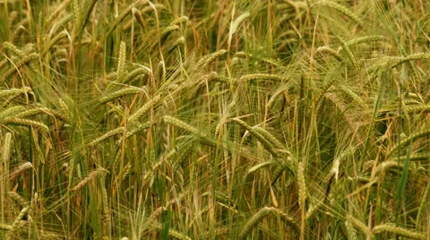 The field of beautiful wheat. Real time capture Stock Footage 64687403