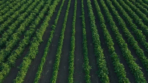 Field with beds of vegetables Stock Footage 221360317