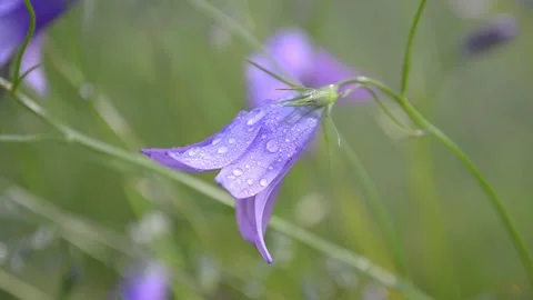 Field bell (Campanula) Video stock 155440988