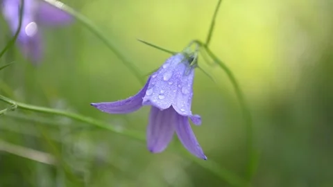 Field Bell flower (Campanula L., 1753) Video stock 155432575