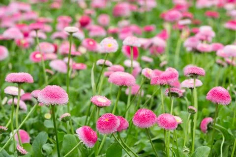 Field of bellis with selective focus Stock Photos