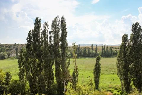 The field between the trees. Stock Photos