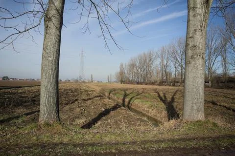 Field between two trees Stock Photos