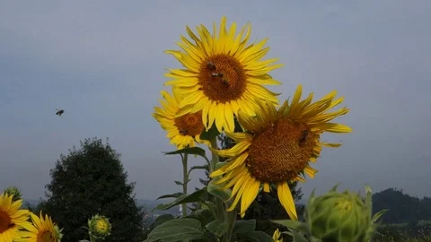 Field of big sunflowers Stock Footage 116747555