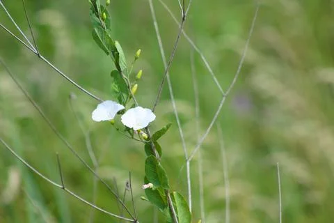 Field bindweed in bloom closeup with blurry background Stock Photos