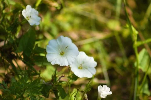 Field bindweed in bloom closeup view with selective focus on foreground Foto stock