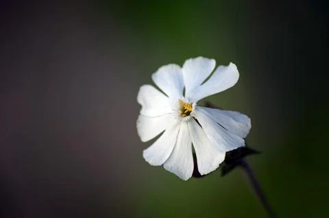 Field bindweed Convolvulus arvensis flowering in meadow. Macro. Selective foc Stock Photos