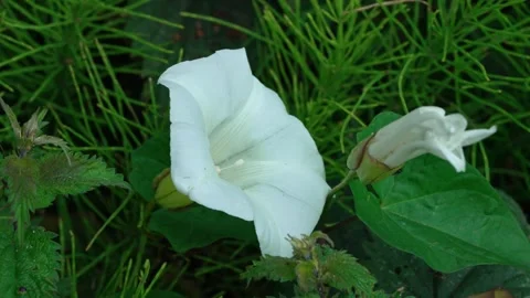 Field bindweed. Convolvulus arvensis Stock Footage 315218501
