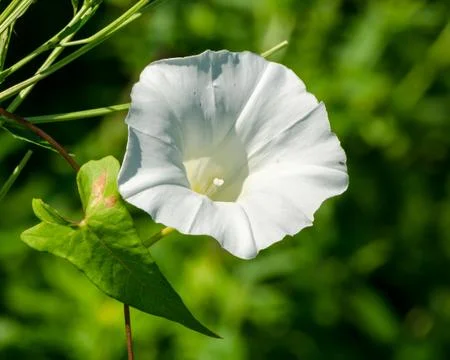 Field bindweed Stock Photos