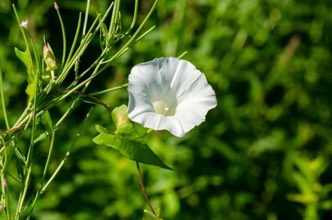 Field bindweed Stock Photos