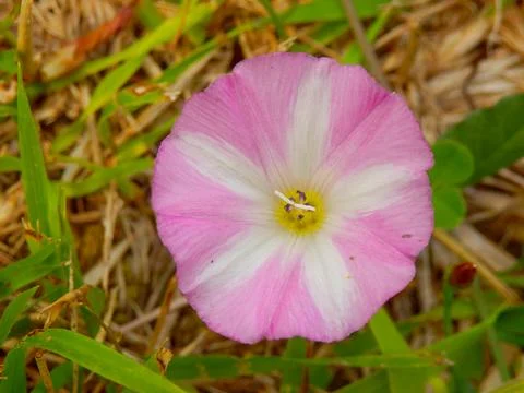 Field Bindweed. Stock Photos
