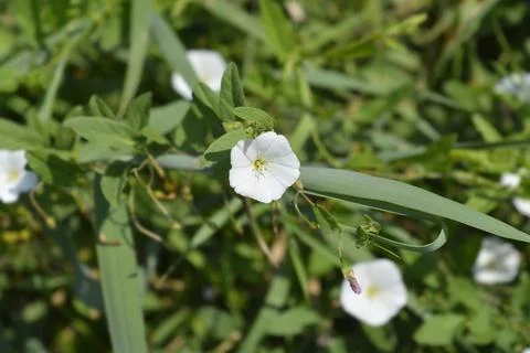 Field bindweed Stock Photos