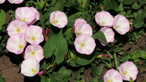 The field bindweed with pink flowers, Convolvulus arvensis Stock Footage 198354919