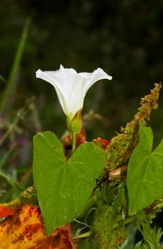Field bindweed, vertical Stock Photos