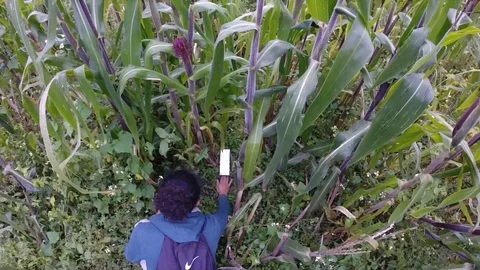 Field biologist setting up a Sherman trap for rodent population survey Video stock 119422935