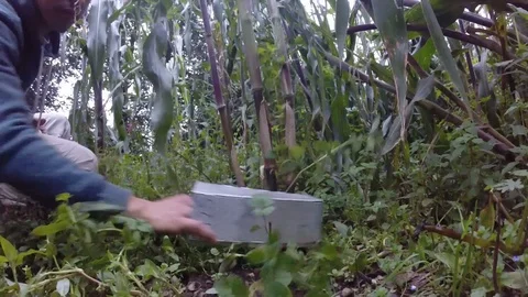 Field biologist setting up a Sherman trap for rodent population survey Stock-Footage 119423017