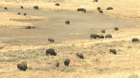 Field of Bison Stock Footage 270301