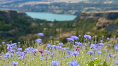 Field bloom of blue bachelor's button cornflower and Columbia River 1 Rowena Video stock 81673435