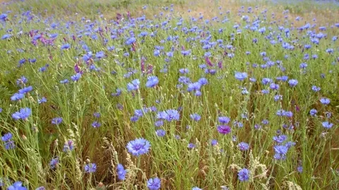 Field bloom of blue bachelor's button cornflower Rowena Crest Columbia River Gor Video stock 81673658
