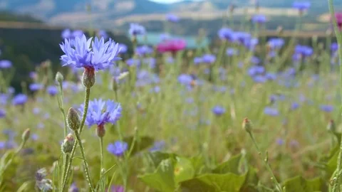 Field bloom of blue bachelor's button cornflower and Columbia River 1 Rowena Video stock 81674014