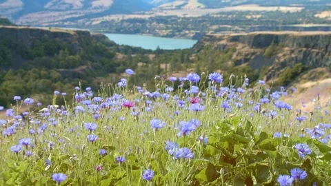 Field bloom of blue bachelor's button cornflower and Columbia River 2 Rowena Stock Footage 82005872