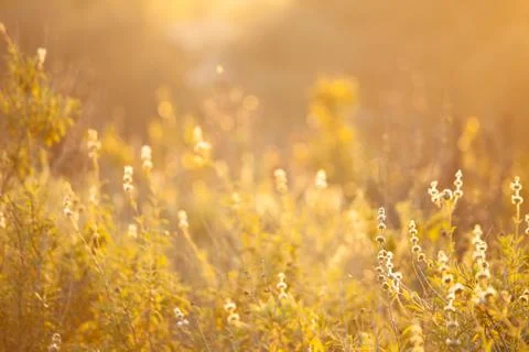 Field in bloom in the evening. Sunset landscape bakground Stock Photos