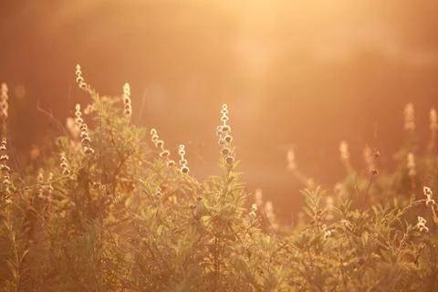 Field in bloom in the evening. Sunset landscape bakground Stock Photos