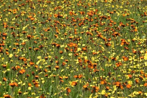 A field in bloom Stock Photos