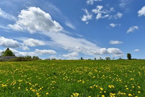 A field in bloom in spring Stock Photos