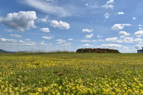 A field in bloom in spring Stock Photos
